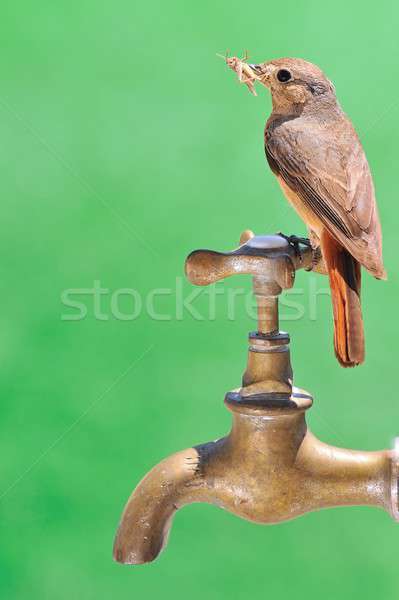 продовольствие AMP пить птица воды природы Сток-фото © asturianu
