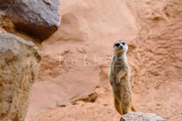 Suricate standing on rock Stock photo © asturianu