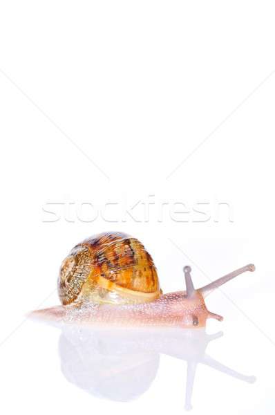 Snail,Helix aspersa Stock photo © asturianu