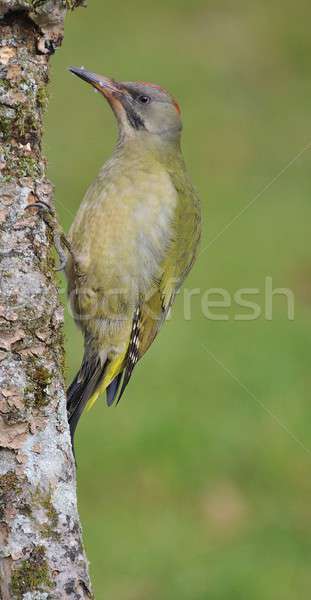 Male european green woodpecker on a branch Stock photo © asturianu