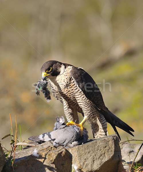 Falcon chasse pigeon oeil yeux plumes [[stock_photo]] © asturianu