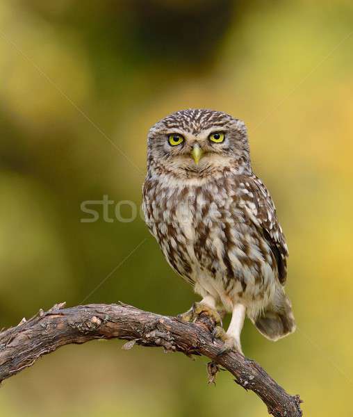 A little owl perched on a branch. Stock photo © asturianu