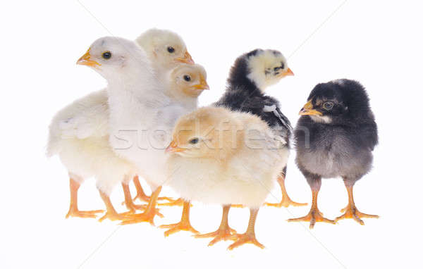  Chicks. Stock photo © asturianu