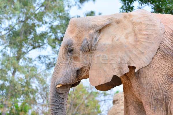 Elephant's mouth with tusk Stock photo © asturianu