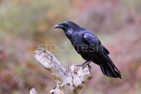 Black Raven, Corvus corax in autumn time. Stock photo © asturianu