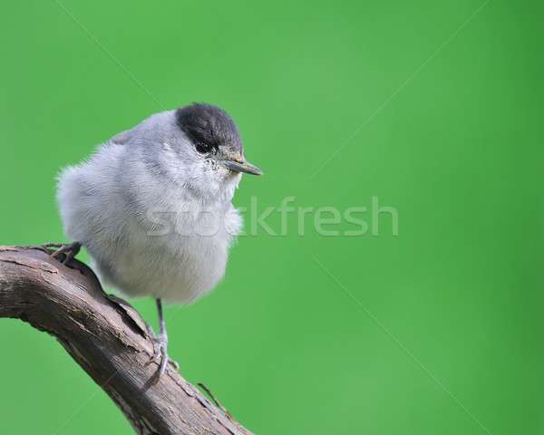 Blackcap. Stock photo © asturianu