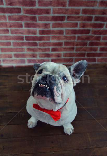 Francia bulldog elegáns piros csokornyakkendő portré Stock fotó © asturianu