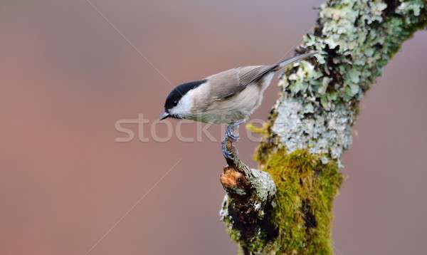 Marsh tit perched on a branch  Stock photo © asturianu
