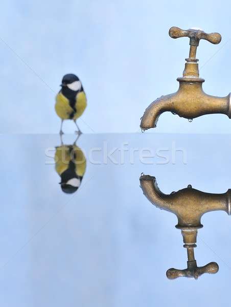 Su hayat kuş içme çeşme gezegen Stok fotoğraf © asturianu