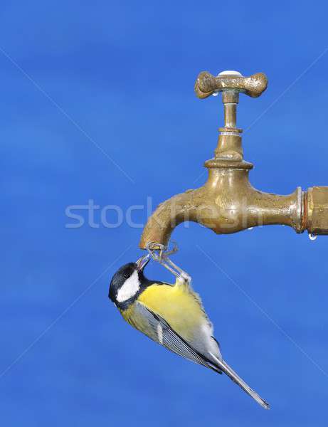 ストックフォト: 喉が渇いた · 鳥 · 飲料水 · 青 · 水