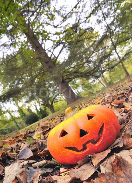 Halloween lasu drzewo żywności twarz tle Zdjęcia stock © asturianu