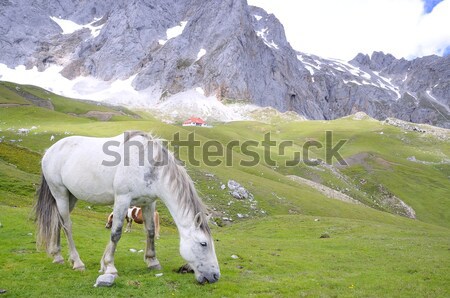 Wild horse. Stock photo © asturianu
