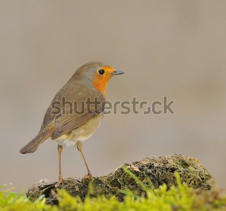 Nieve aves aves animales frío temporada Foto stock © asturianu