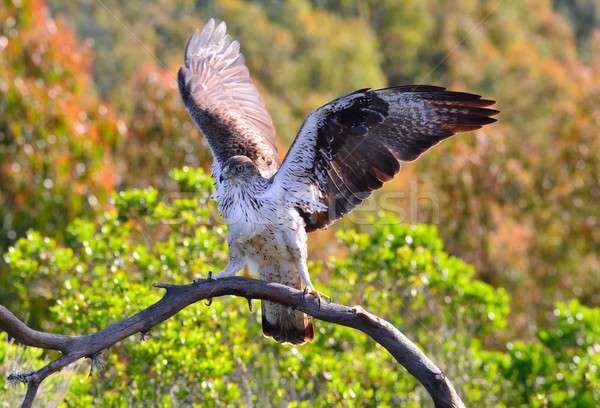 Male Bonelli's eagle spreading wings Stock photo © asturianu