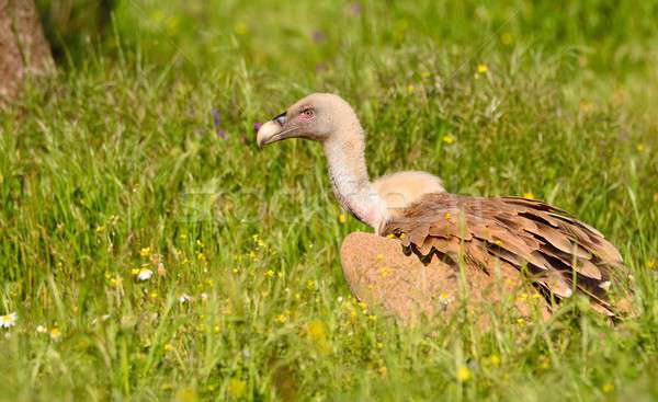 Griffon vulture in the meadow of Extremadura. Stock photo © asturianu