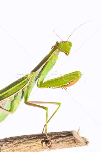 Mantis. Stock photo © asturianu