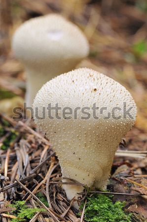Сток-фото: гриб · осень · лесу · полях · урожай · ингредиент