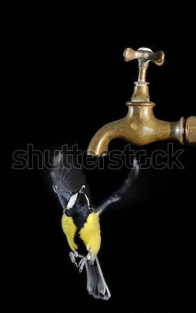 Наблюдение за птицами Тит водопроводный кран дождливый день Сток-фото © asturianu