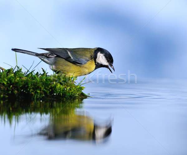 Dorst dorstig vogel hemel natuur zomer Stockfoto © asturianu