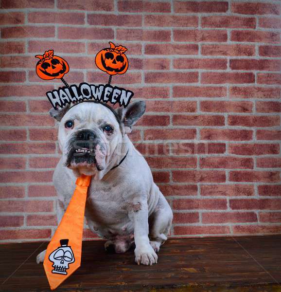 Portrait of french bulldog with Halloween props.  Stock photo © asturianu