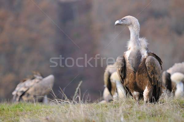 Griffon vulture in the meadow of Leon. Stock photo © asturianu