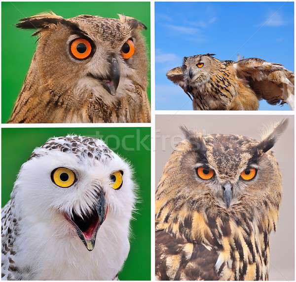  Owls. Stock photo © asturianu