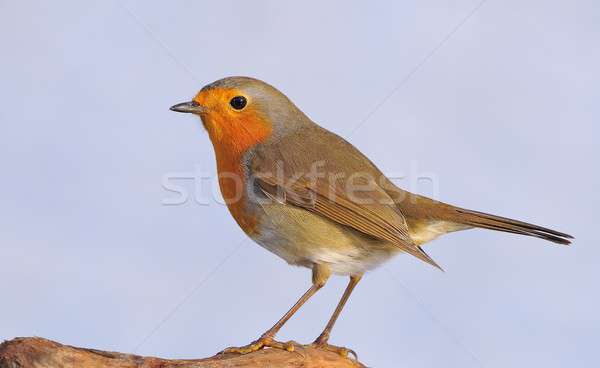 Arancione verde rosso animale cantante cantare Foto d'archivio © asturianu