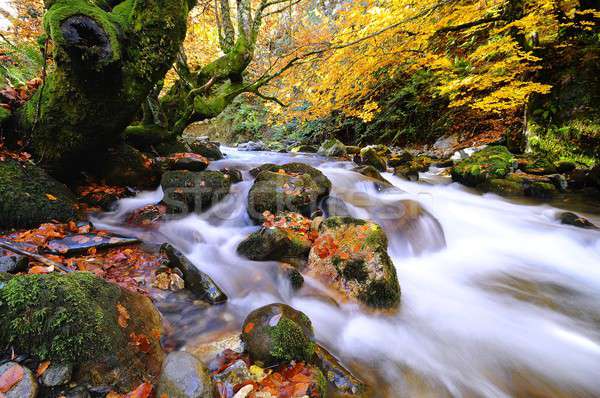 Autumnal riverscape Stock photo © asturianu
