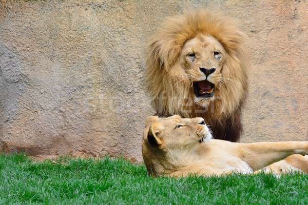 Big lion roaring while sitting near lioness Stock photo © asturianu