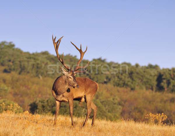 A adult red deer stag. Stock photo © asturianu