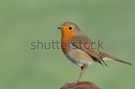 Stock photo:  Erithacus rubecula 