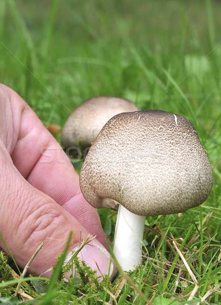 Mushroom picking. Stock photo © asturianu