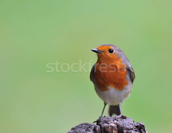 Robin. Stock photo © asturianu