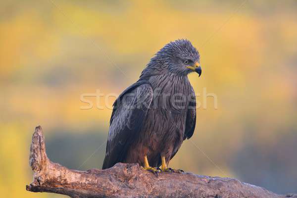 Black kite perched on a branch. Stock photo © asturianu