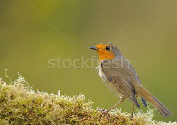 Robin, erithacus rubecula Stock photo © asturianu