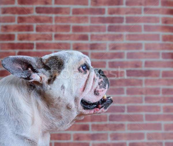 Retrato velho francês buldogue parede de tijolos Foto stock © asturianu