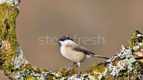 Marsh tit perched on a branch  Stock photo © asturianu
