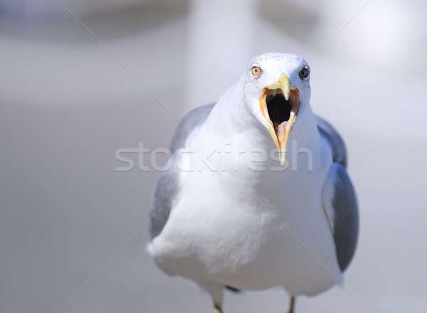 Yellow-legged gull. Stock photo © asturianu