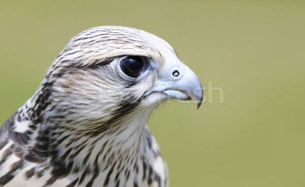 Falcon vert tête prédateur bec Photo stock © asturianu