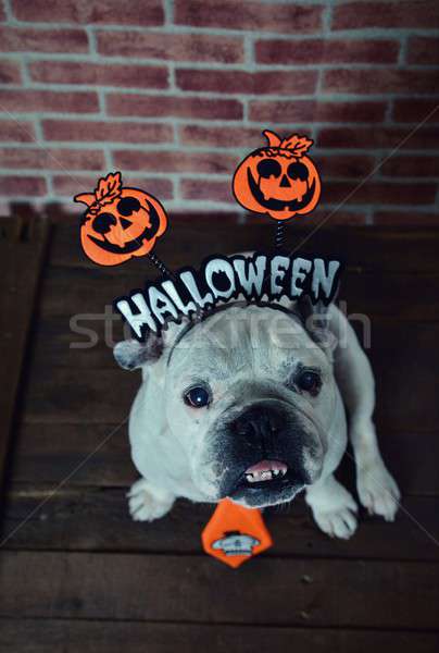 Retrato francês buldogue halloween amarrar Foto stock © asturianu