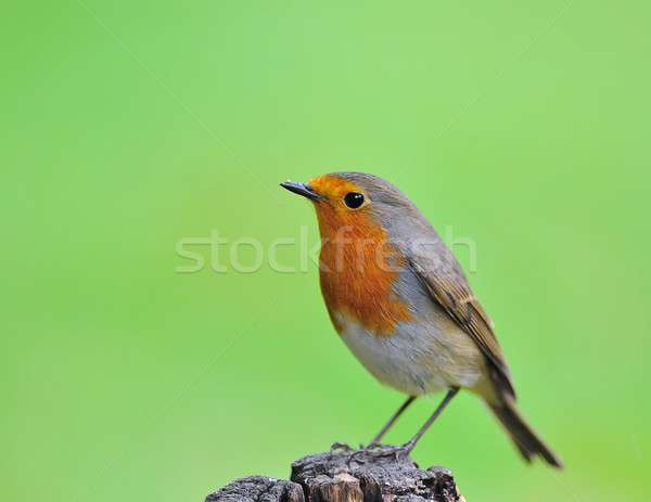 Robin. Stock photo © asturianu