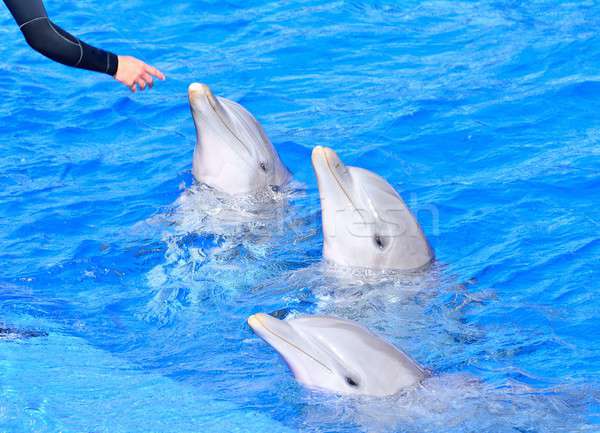 Delfinek fényes kék víz gyönyörű három Stock fotó © asturianu