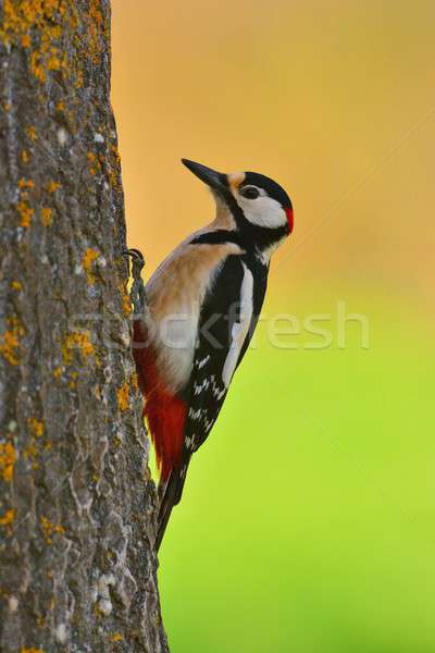 Great spotted woodpecker perched on a log. Stock photo © asturianu