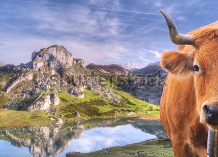 Koe meer gras natuur landschap berg Stockfoto © asturianu