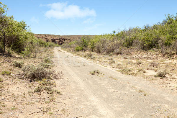 Camino de tierra líder colina región vegetación sol Foto stock © avdveen