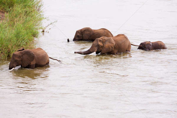 Elefanten Herde tief Fluss Reise Gruppe Stock foto © avdveen