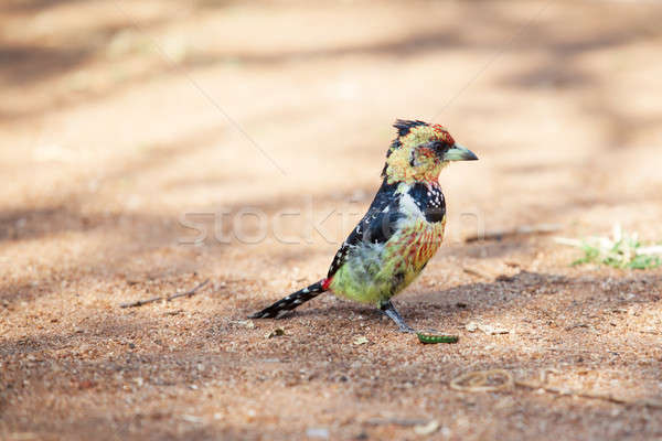 Crested barbet scavenging for food on the ground Stock photo © avdveen