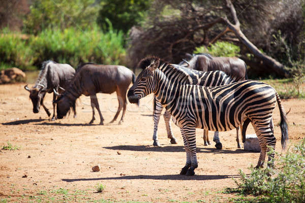 Zebra and wildebeest grazing near a waterhole Stock photo © avdveen