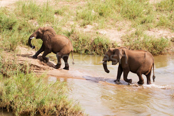 Dos África elefantes río caminando naturaleza Foto stock © avdveen