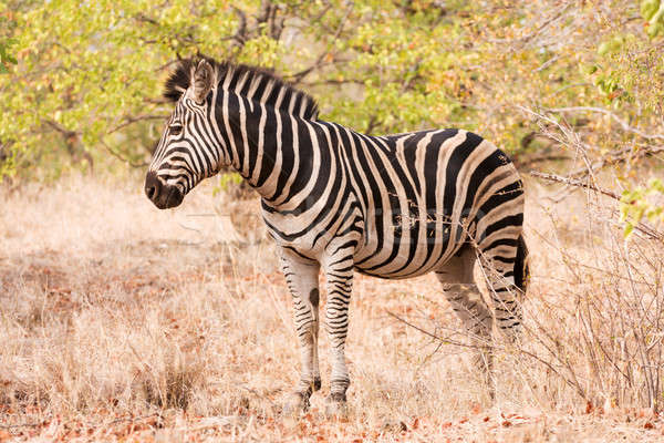 Single zebra standing in the bush Stock photo © avdveen